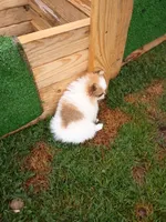 bailey, a female Pomeranian for sale in Vancouver, WA – 3 of 3
