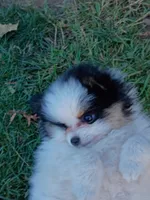 little lady, a female Pomeranian for sale in Vancouver, WA – 2 of 2