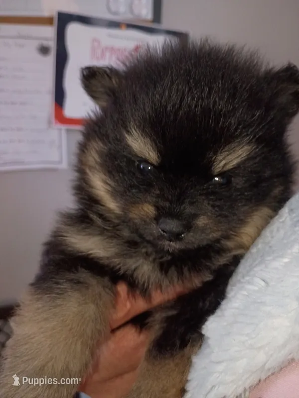 mars – Pomeranian puppy for sale in Vancouver, WA