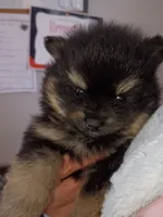 mars, a male Pomeranian for sale in Vancouver, WA – 1 of 1
