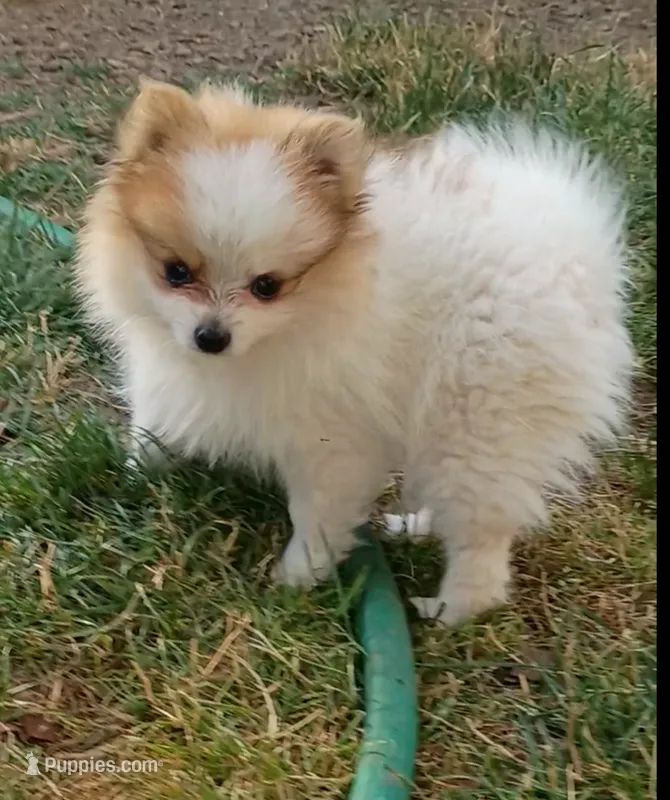 bailey – Pomeranian puppy for sale in Vancouver, WA