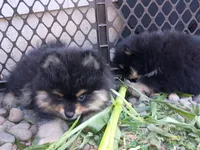 bruno / AKC, a male Pomeranian for sale in Vancouver, WA – 2 of 3