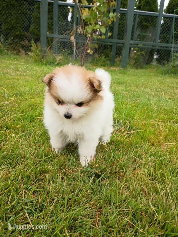 bailey – Pomeranian puppy for sale in Vancouver, WA