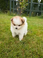 bailey, a female Pomeranian for sale in Vancouver, WA – 1 of 3