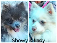 Rachel , a female Pomeranian for sale in Vancouver, WA – 2 of 2