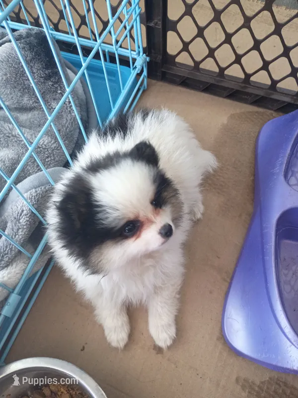 little lady – Pomeranian puppy for sale in Vancouver, WA