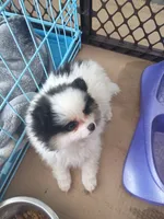 little lady, a female Pomeranian for sale in Vancouver, WA – 1 of 2