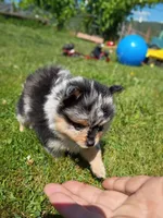 scarlet /AKC, a female Pomeranian for sale in Vancouver, WA – 5 of 5