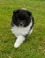 mary, a female Pomeranian for sale in Vancouver, WA – 4 of 4