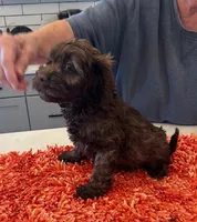 female , a female Cockapoo for sale in Fort Lupton, CO – Photo 2 of 4