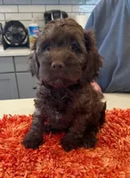 female , a female Cockapoo for sale in Fort Lupton, CO – Photo 1 of 4