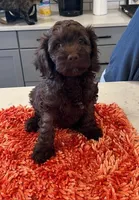 female , a female Cockapoo for sale in Fort Lupton, CO – Photo 3 of 4