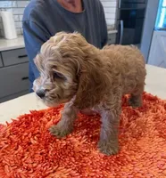 green collar , a male Cockapoo for sale in Fort Lupton, CO – Photo 2 of 4