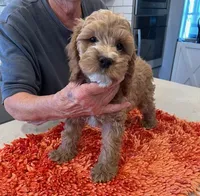 green collar , a male Cockapoo for sale in Fort Lupton, CO – Photo 1 of 4
