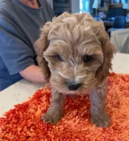 green collar , a male Cockapoo for sale in Fort Lupton, CO – Photo 3 of 4