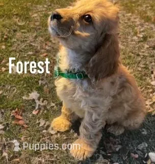 Forest, a male Cockapoo for sale in Fort Lupton, CO – Photo 1 of 2