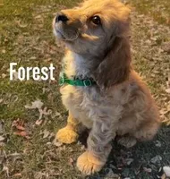 Forest, a male Cockapoo for sale in Fort Lupton, CO – Photo 1 of 2