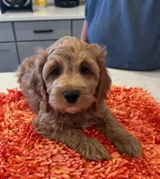 blue collar , a male Cockapoo for sale in Fort Lupton, CO – Photo 2 of 2