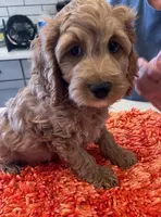 blue collar , a male Cockapoo for sale in Fort Lupton, CO – Photo 1 of 2