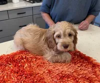 red collar , a male Cockapoo for sale in Fort Lupton, CO – Photo 1 of 2