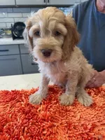 red collar , a male Cockapoo for sale in Fort Lupton, CO – Photo 2 of 2