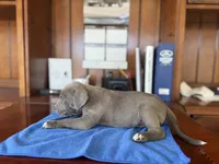 Rex, a male American Pit Bull Terrier and Cane Corso for sale in Bakersfield, CA – 3 of 5