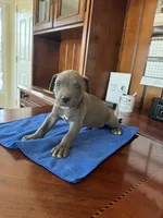 Oso, a male American Pit Bull Terrier and Cane Corso for sale in Bakersfield, CA – 2 of 4