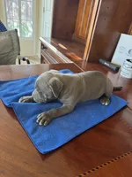 Oso, a male American Pit Bull Terrier and Cane Corso for sale in Bakersfield, CA – 1 of 4