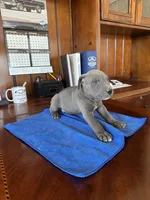Oso, a male American Pit Bull Terrier and Cane Corso for sale in Bakersfield, CA – 3 of 4