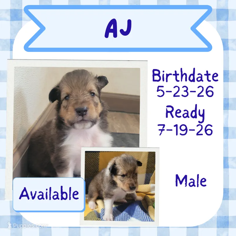 AJ – Collie puppy for sale in Mattoon, IL