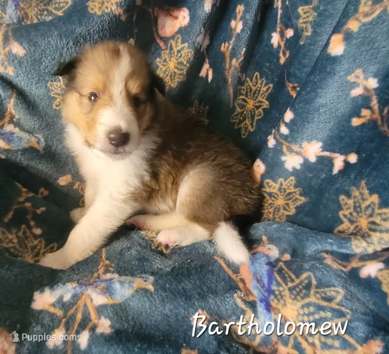 Bartholomew – Collie puppy for sale in Mattoon, IL