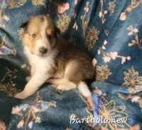 Bartholomew, a male Collie for sale in Mattoon, IL – 1 of 2
