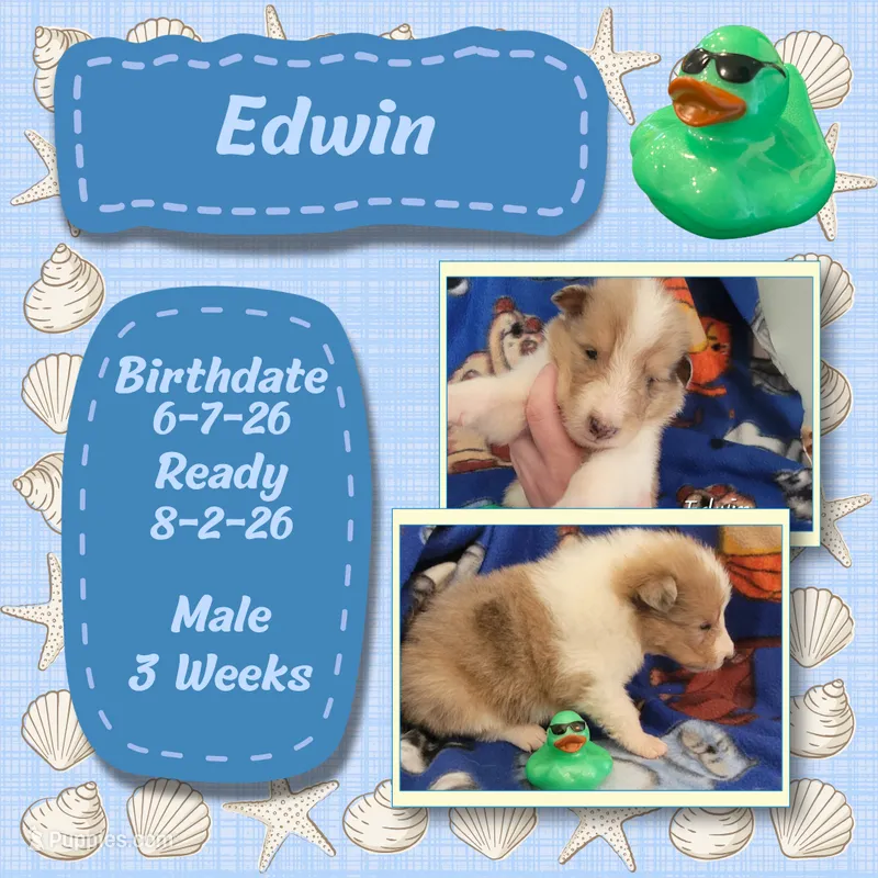 Edwin – Collie puppy for sale in Mattoon, IL