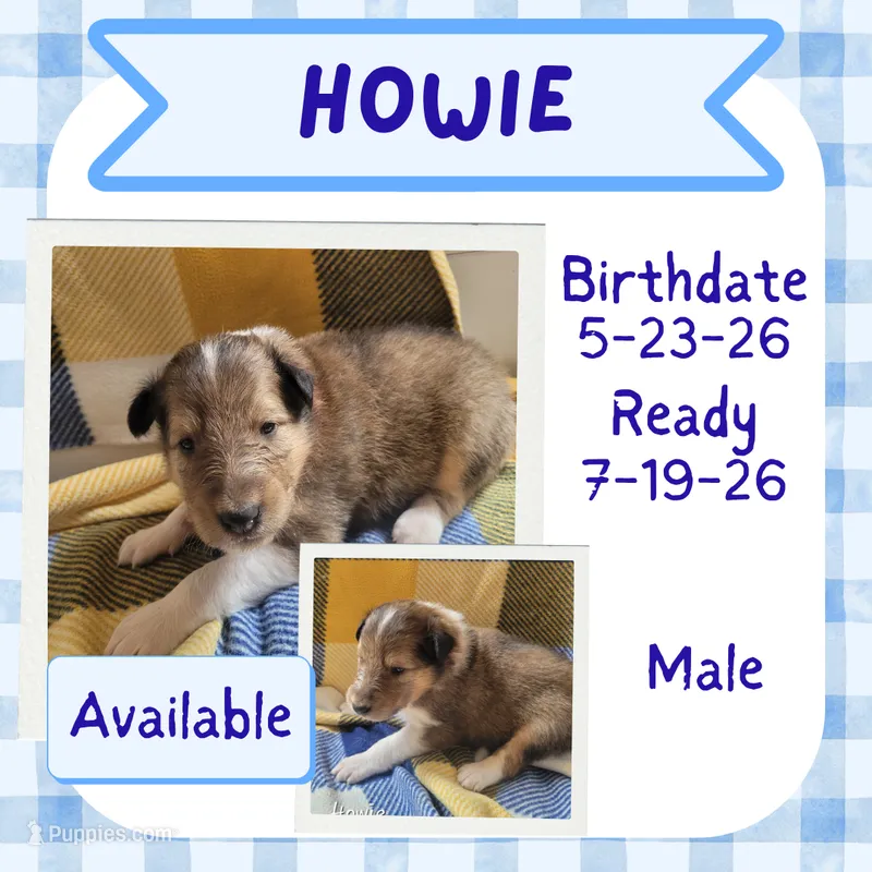 Howie – Collie puppy for sale in Mattoon, IL