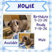 Howie, a male Collie for sale in Mattoon, IL – 1 of 2