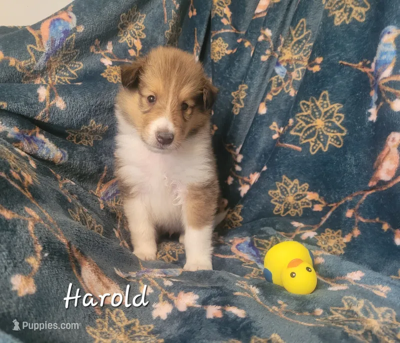 Harold – Collie puppy for sale in Mattoon, IL