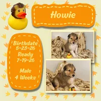 Howie, a male Collie for sale in Mattoon, IL – 2 of 2