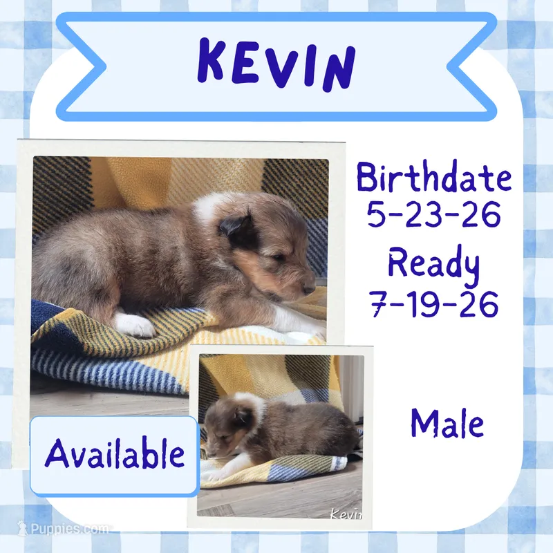 Kevin – Collie puppy for sale in Mattoon, IL
