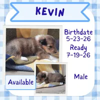 Kevin, a male Collie for sale in Mattoon, IL – 1 of 2