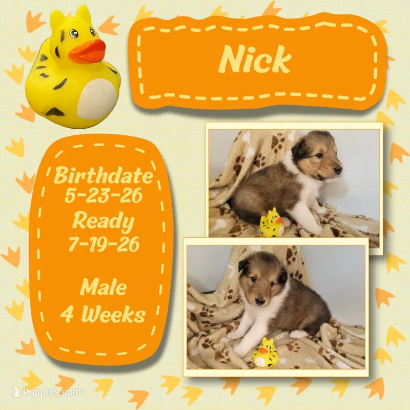 Nick – Collie puppy for sale in Mattoon, IL