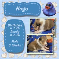 Hugo, a male Collie for sale in Mattoon, IL – 1 of 1