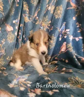 Bartholomew, a male Collie for sale in Mattoon, IL – 2 of 2