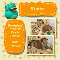Kevin, a male Collie for sale in Mattoon, IL – 2 of 2