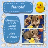 Harold, a male Collie for sale in Mattoon, IL – 1 of 1