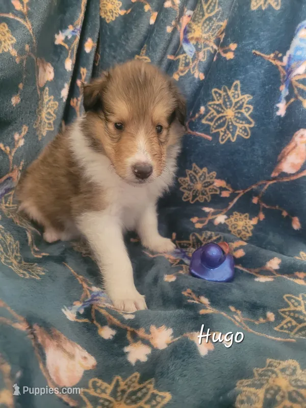 Hugo – Collie puppy for sale in Mattoon, IL