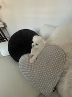 Missy AKC, a female Maltese for sale in Bristol, VA – Photo 2 of 2