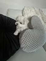 Missy AKC female, a female Maltese for sale in Bristol, VA – Photo 2 of 2