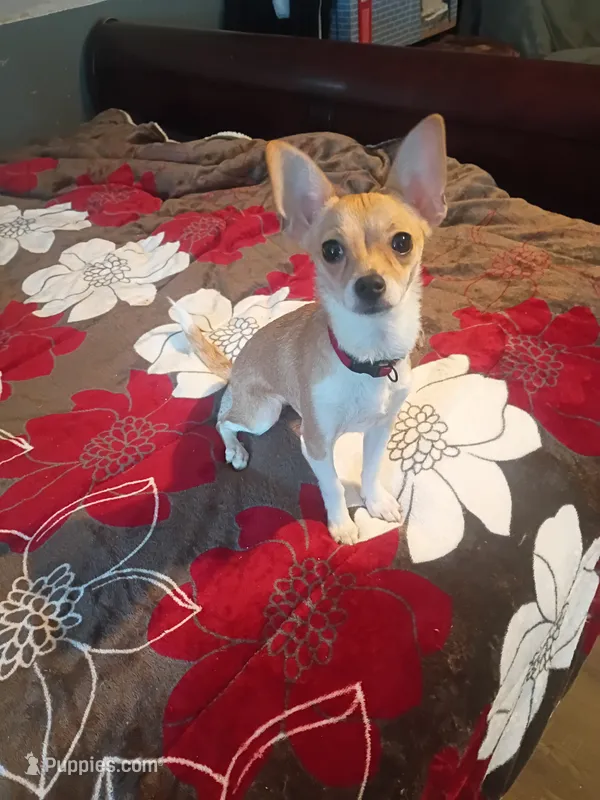Nova – Chihuahua puppy for sale in Poteet, TX