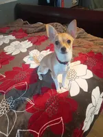 Nova, a female Chihuahua for sale in Poteet, TX – 1 of 2