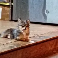 Mega, a male Pomeranian for sale in Poteet, TX – 3 of 3